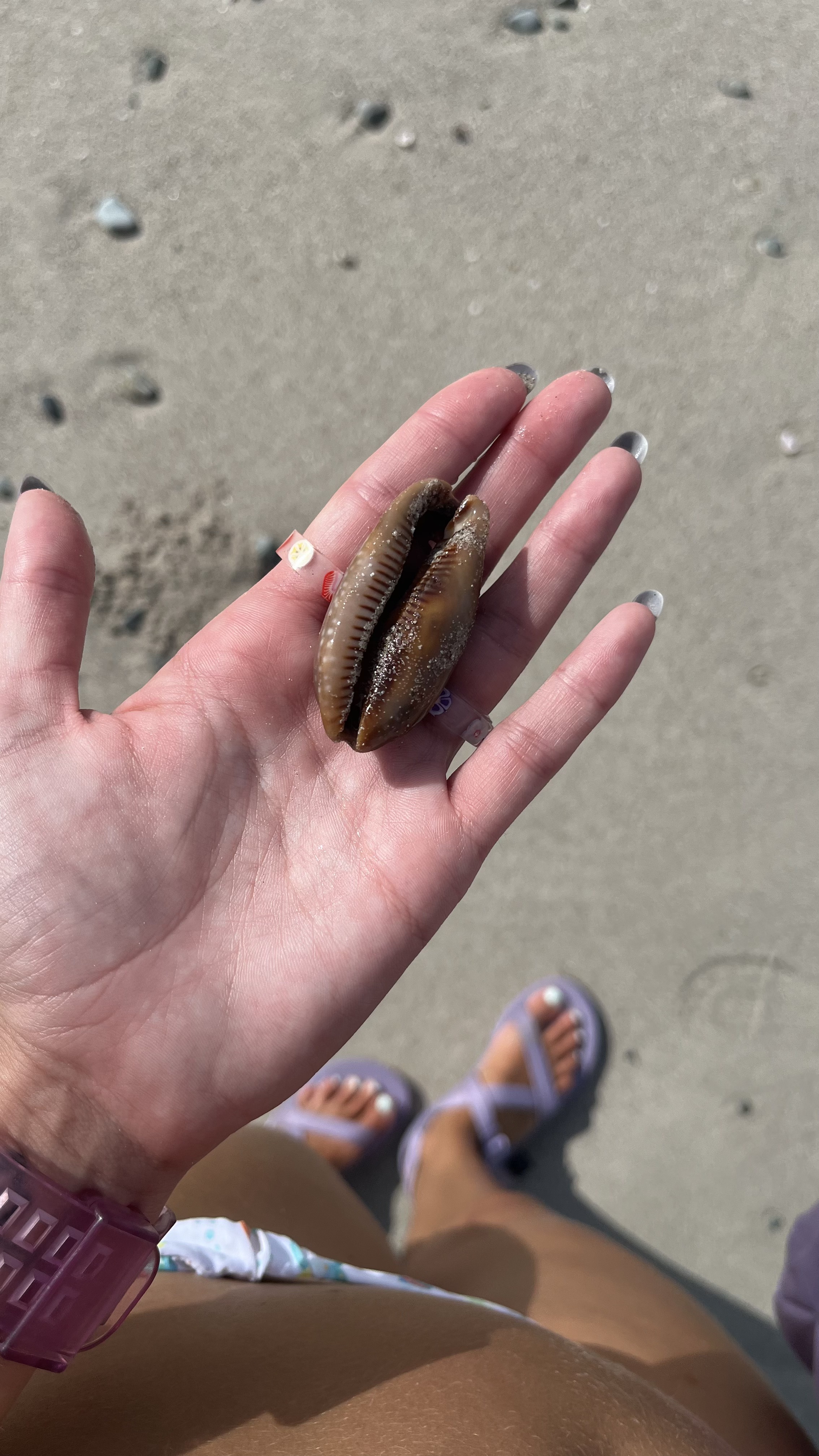 cowrie shell held on the beach